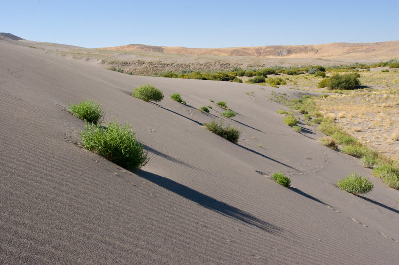 Sand Dune